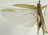 female, dorsal view (syntype of Phaneroptera conspersa). Depicts CollectionObject 1529810; ddc9d82a-9c86-455d-a2ab-9ccfa29c7446, a CollectionObject.