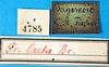 CollectionObject 1500130; a423b35b-20f3-41a2-81ef-8e80670973b1, MfN 4785: labels (holotype). (CollectionObject).