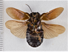 CollectionObject 1618751; 9653254d-1d29-4325-84c6-9a563f914363: (CollectionObject).