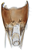 Pygofer ventral appendages, ventral view: Macrosteles quadrilineatus, pygofer, ventrally (INHS). (Observation).