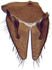 Subgenital plate: Cochlorhinus pluto, subgenital plates and valve, ventrally (INHS). (Observation).