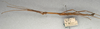 CollectionObject 1559500; NMW 498, d757de60-0341-4b6f-993b-add31fc3b221: copyright NMW, Vienna. male, lateral view (syntype). (CollectionObject).
