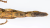 CollectionObject 1591896; acb19454-91fe-4db1-8508-ffc928ca2afd: copyright USNM, Washington. female end of abdomen, ventral view (paratype). (CollectionObject).;CollectionObject 1591897; d1971875-9839-4678-8b9d-2ea18fbdd7eb: copyright USNM, Washington. female end of abdomen, ventral view (paratype). (CollectionObject).