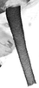 Aedeagus, lateral view.: Siphunculus (SI) of A. craccivora. (Observation).