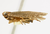 Habitus, lateral view: (Observation).