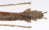CollectionObject 1590155; 99ee21b4-bf79-42a3-ac15-8cafb04d2655: copyright ZSMC, Munich. male: end of abdomen, dorsal view (holotype). (CollectionObject).
