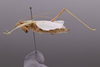 CollectionObject 2072283; c8d52735-8ce8-4024-8146-9b5b81ad3050: Male, lateral view. (CollectionObject).