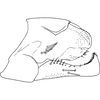 Pygofer, lateral view on Anufrievia badjawae Dworakowska, 1976: Pygofer, lateral view. (Observation).