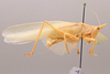 CollectionObject 2189003; 3e92da30-72d7-4127-a757-5a992b930552, ZUFMS ORT00844: Male habitus, lateral view. (CollectionObject).