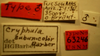 CollectionObject 1595314; d28895c8-e045-4c95-bf23-f2e32198ae3d: Cryphula subunicolor - Holotype Labels (NMNH) - (CC BY-NC 3.0) - Photo by Pablo M. Dellapé with permission from the National Museum of Natural History (NMNH), Smithsonian Institution, Washington, D.C. (CollectionObject).