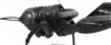 CollectionObject 1532748; 074919b3-9356-49fd-ad3f-63cfc4fd4bd5: Image Carbonell, C.S. male head and pronotum, lateral view (holotype). (CollectionObject).