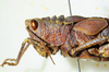 CollectionObject 1498817; d9801811-edea-4dbe-8727-8ee644bd931e: female, head and pronotum, lateral view. (CollectionObject).