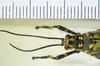 CollectionObject 1498720; f1685009-ae29-477b-afc0-9dd9f00b6dc2: male head and pronotum, dorsal view. (CollectionObject).