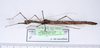 CollectionObject 1590097; af7e167e-363e-429a-845b-30938c26dd53: copyright MNHN, Paris. male, showing data labels (holotype). (CollectionObject).