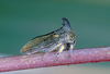 Otinotus Buckton, 1903: _Otinotus_. (Otu).