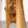 CollectionObject 1534476; d6db73e6-d256-4476-9255-700965bd9e6a: male cerci (syntype). (CollectionObject).