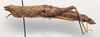 CollectionObject 1573371; 4c8ab013-ff63-47a4-8634-e0ca003cce49: female, lateral view (allotype). (CollectionObject).