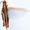 Oxycardenius tinctipennis Uvarov, 1953: dorsal view. (Otu).