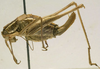 female, lateral view (syntype). Depicts CollectionObject 1506493; d3bb6001-3b5c-4535-8029-6ed1783d689c, a CollectionObject.