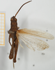 CollectionObject 1581308; 3ff11409-113d-4da5-98b0-d375de08ac4c, NHMUK10924573: male, dorsal view (paratype). (CollectionObject).