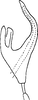 Aedeagus, lateral view on Elginus saltus (Naudé, 1926): Aedeagus, lateral view. (Observation).