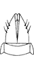 Subgenital plate: !! display not done !! on Kunzeana aurulenta (Lawson, 1930): Subgenital plates. (Observation).
