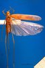 CollectionObject 1502477; 005243c1-e9b4-4c67-bc4a-775f25aacfdf: male, dorsal view. (CollectionObject).