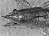 Podacanthophorus alas Naskrecki, 2000: female head and pronotum, dorsal view. (Otu).