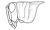 Atrachelacris unicolor Giglio-Tos, 1894: Fig. 2D. female head and pronotum, lateral view. (Otu).