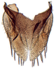 Subgenital plate: Doratulina dmitrievi, subgenital plates and valve, ventrally (INHS). (Observation).