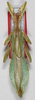 CollectionObject 1563809; c9a501ec-4adf-4f30-8d17-94afbb7ab88f: copyright Frank Hennemann. male (paratype). (CollectionObject).;CollectionObject 1563810; 254107e7-dffb-411a-a19b-17cc186f5c29: copyright Frank Hennemann. male (paratype). (CollectionObject).;CollectionObject 1563811; 2d85d338-aa82-440d-8512-7ed34d6f6deb: copyright Frank Hennemann. male (paratype). (CollectionObject).
