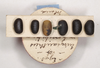 Dryococelus australis (Montrouzier, 1855): copyright Natural History Museum, London. eggs (non type, Lord Howe Island). (Otu).