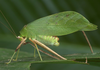 Arantia (Euarantia) retinervis Karsch, 1889: female, lateral view. (Otu).