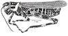 Zoniopoda omnicolor (Blanchard, 1843): Fig. 11. male habitus (from Paraguay, Sapucay, body length 40 mm). (Otu).