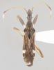 CollectionObject 1594751; fddee6bd-a16f-4204-a2d7-dc9ab45ae6d3: Baranowskiobius bimaculatus. (USNM) - (CC BY-NC 4.0) - Photo by Pablo M. Dellapé. Paraguay, Tati, 14-XI-[19]90, Arriagada (USNM). (CollectionObject).