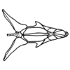 Phaeoparia lineaalba lineaalba (Linnaeus, 1764): Fig. 60E. endophallus, dorsal view. (Otu).