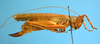 CollectionObject 1539171; UVCO 20717, ea933e9b-190c-48c9-8baf-ff85c94000f3: MUSENUV - 20717. female, lateral view. (CollectionObject).