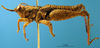 CollectionObject 1521412; f7a67c23-b6c7-4ea1-adce-065cab7589c6: male, left lateral view (holotype). (CollectionObject).