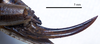 CollectionObject 1532102; 021bab97-6540-4ecf-bfdf-0493944579a1: ovipositor, lateral view (syntype). (CollectionObject).