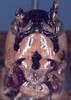 CollectionObject 1531886; 7cfb3b2a-4193-4c3c-a203-c04c6ba63fdd: female face (holotype). (CollectionObject).