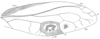 CollectionObject 1541599; 1477847b-e029-4909-b7a2-cb39a98e15d2, MNHNspecimen gamma: Fig. 66. male right tegmen (length 25 mm). (CollectionObject).