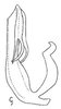 Aedeagus, lateral view: !! display not done !! on Atanus viridis Linnavuori, 1955: Aedeagus, lateral view. (Observation).