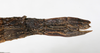 CollectionObject 1559358; NMW 619, bc39e88c-1d19-45d3-9856-09f1ab52c63f: copyright NMW, Vienna. female: end of abdomen, lateral view (holotype). (CollectionObject).