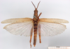 CollectionObject 1530829; e7318ee2-2169-44a7-84f5-5d555339e55d: male, dorsal view. (CollectionObject).