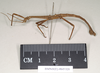 CollectionObject 1559190; 757e84e3-b278-4b57-80c7-bf8a63723ab9: copyright Natural History Museum, London. male, lateral view (lectotype). (CollectionObject).