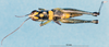 CollectionObject 1577147; 3df1f56e-1dbc-4083-8084-933f82790208: male, dorsal view (paratype). (CollectionObject).