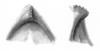Ceuthophilus (Geotettix) polingi Hubbell, 1936: Figs. 81-81a. epiphallus. (Otu).