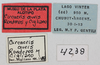 CollectionObject 1513552; 49b0cbca-4af7-4cf3-96de-79c51fcee833, MLP4238/2: labels (allotype). (CollectionObject).
