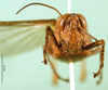 CollectionObject 1502297; 4a39f291-9565-463c-b4cc-9633f7dee0b5: female, frontal view (paralectotype). (CollectionObject).