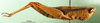 CollectionObject 1501406; 5dce35b8-085a-48b6-a6d0-78be4d359538, DORSA BA000101S01: female, lateral view (holotype of P. stenopterum). (CollectionObject).